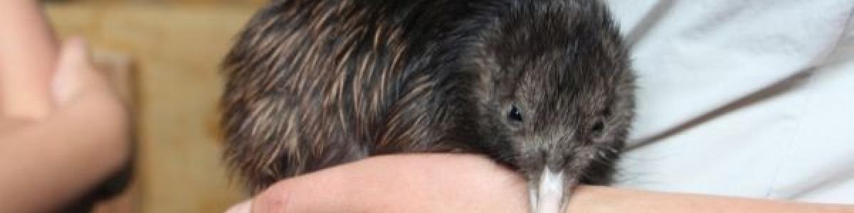 Kiwi