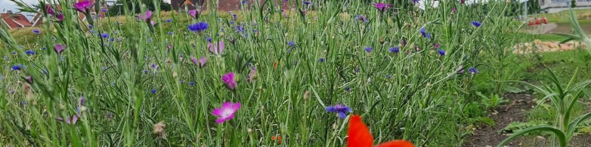 Hedeselskabets biodiversitetspark