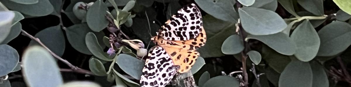 Moseharlekin-Hørbylunde-270623.JPG
