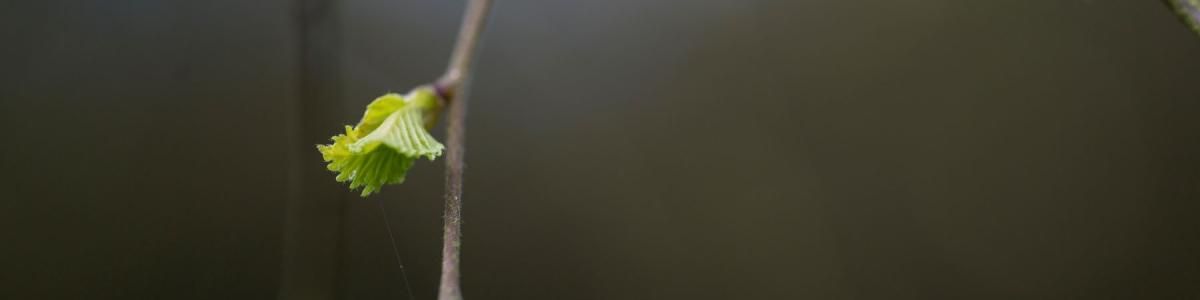 Hedeselskabet etablerer stort skov- og naturområde for Sparekassen Kronjylland