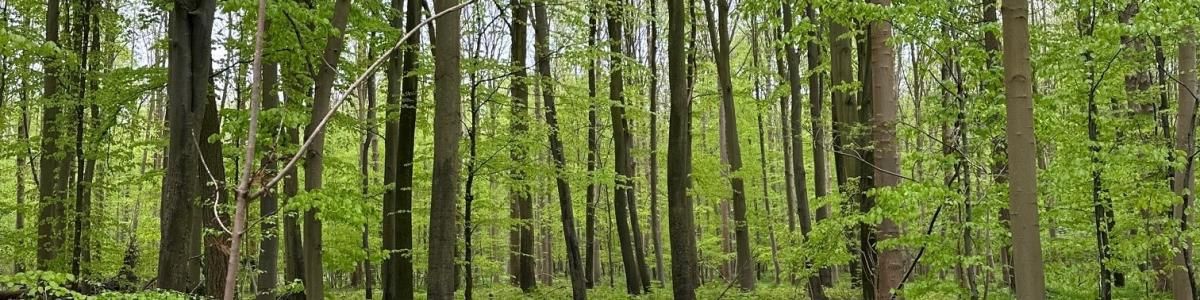 Skov