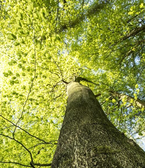 DDH Forest varetager Hedeselskabets skovejerskab i både Danmark, Baltikum og Frankrig