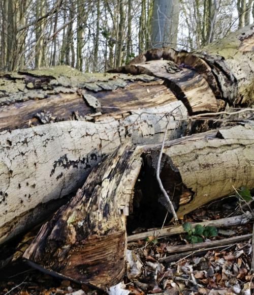 Biodiversitet i skoven