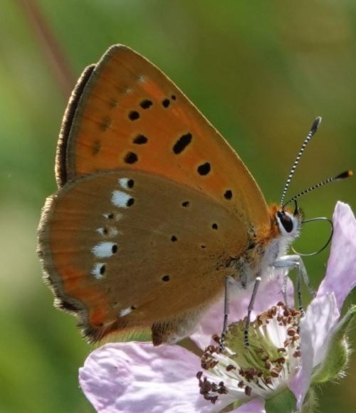 Bynær biodiversitet - skab mere liv i byerne