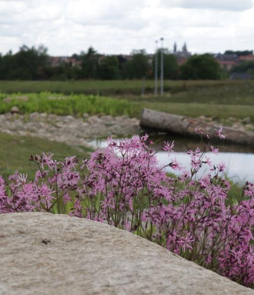 Naturgenopretning i landskabet