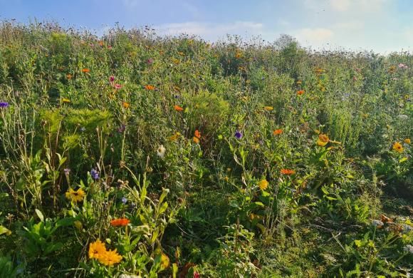 Blomster Hedeselskabets biodiversitetspark november 2021
