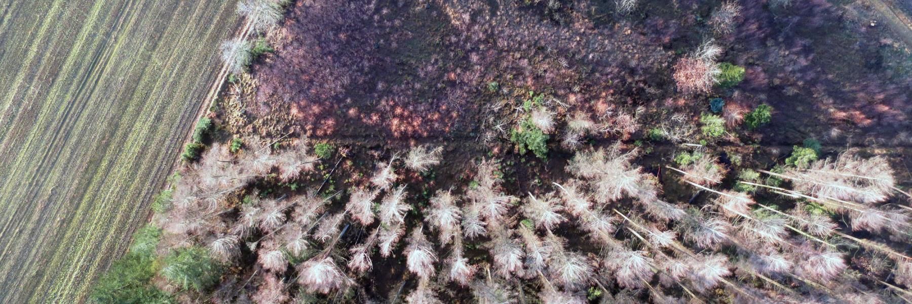 Dronefoto af skov og mark