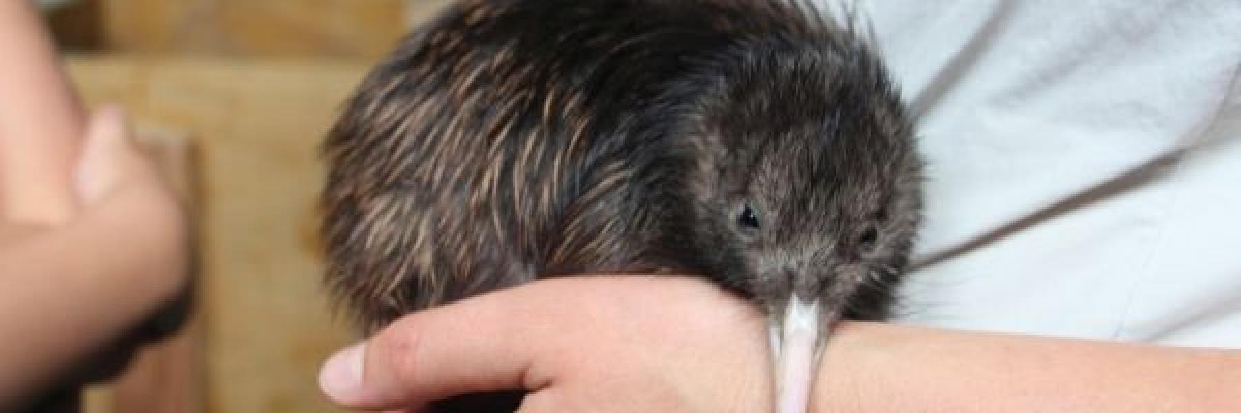 Kiwi
