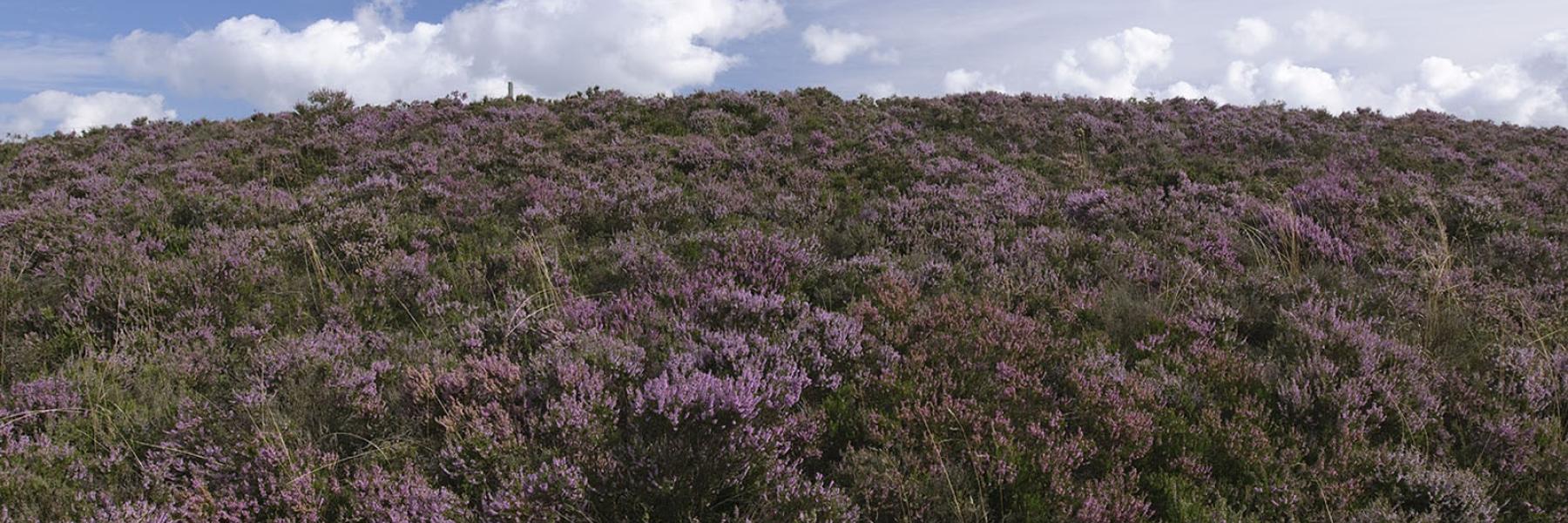Lyngheden i Kongenshus Mindepark