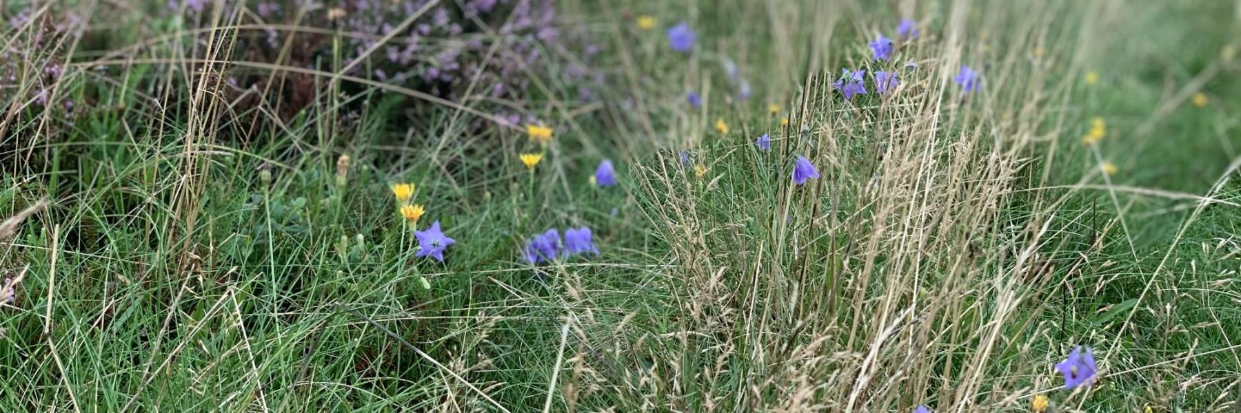 Kongenshus Mindepark for Hedens Opdyrkere