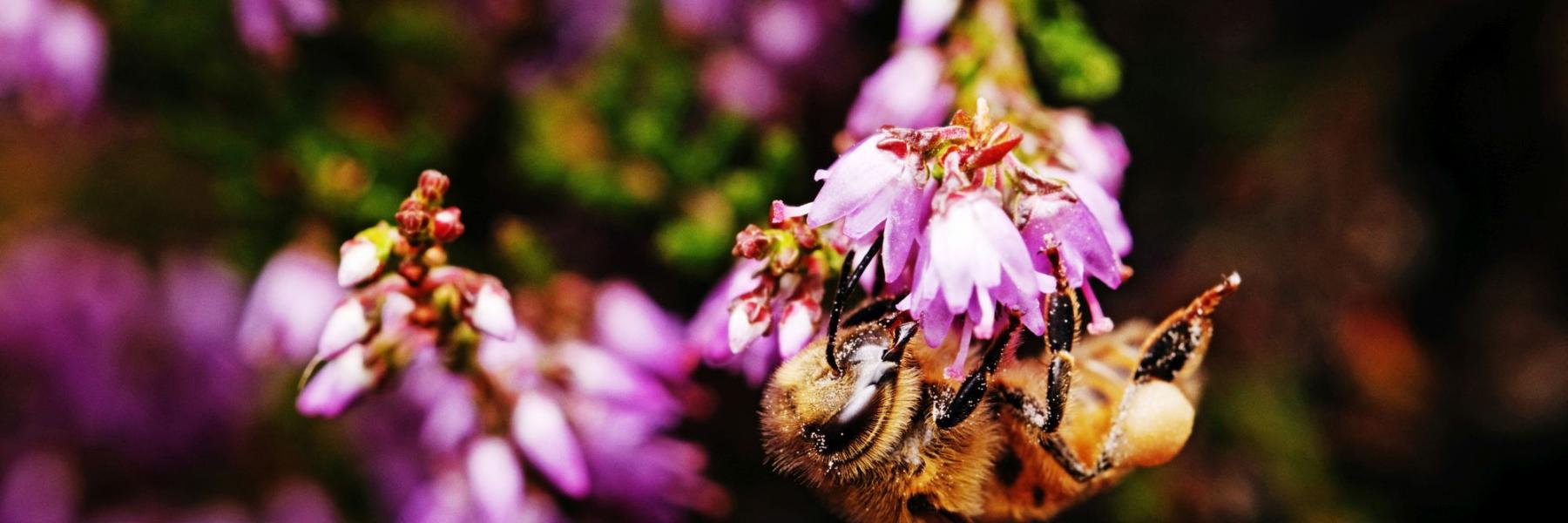 Biodiversitet
