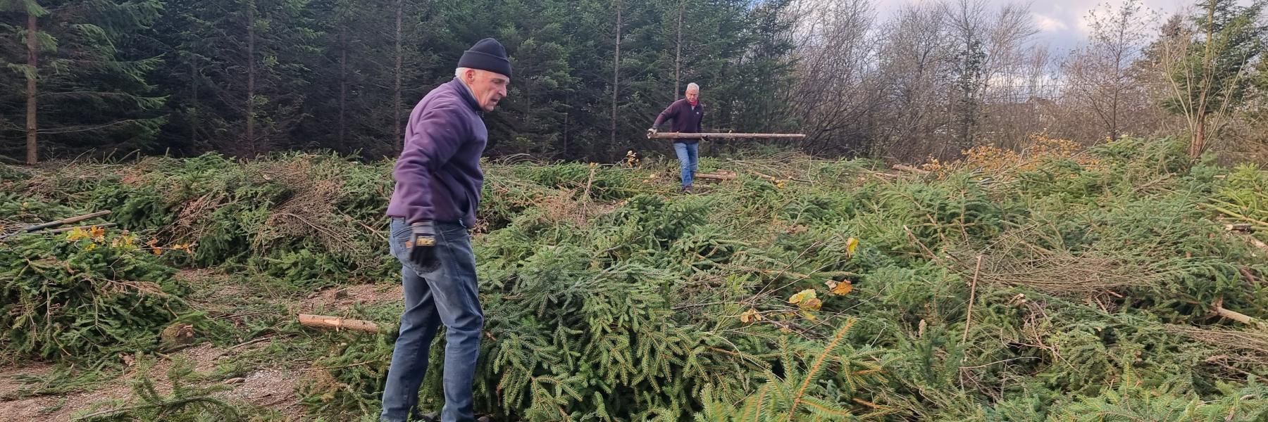 Rydning af rødgranbevoksning