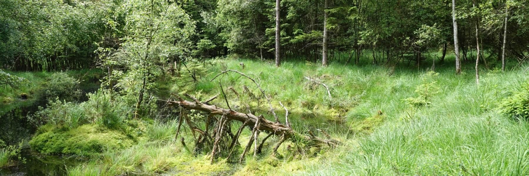 Biodiversitet, foto af Mads Flinterup