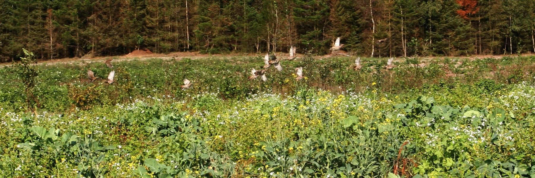 Agerhøns i flugt over en etableret biotop-Kredit-FlemmingØstergaard.jpg