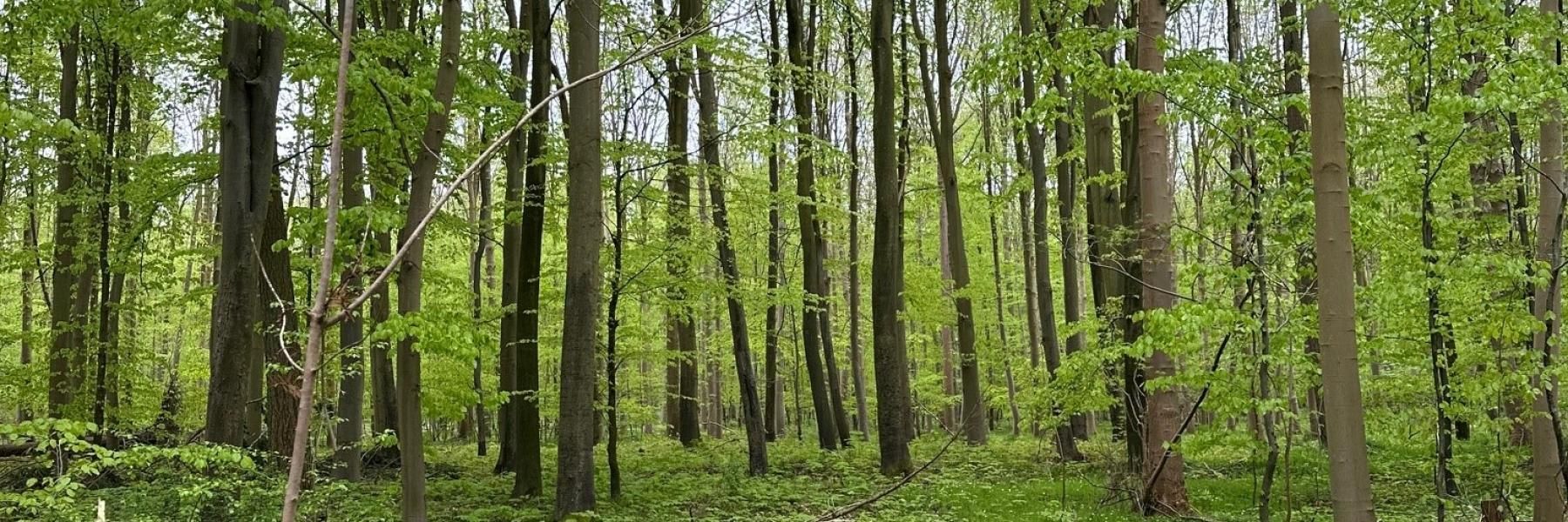 Skov