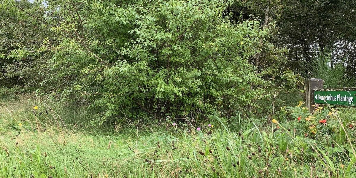 Kongenshus Plantage