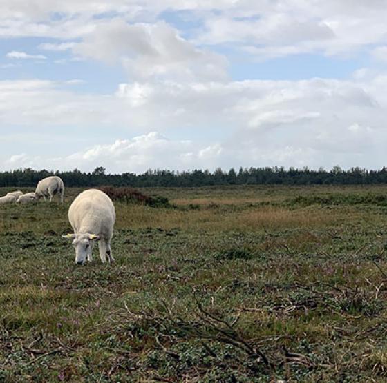 Får er en vigtig del af hedeplejen på Kongenshus Hede