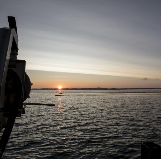Blå Biomasse Limfjorden
