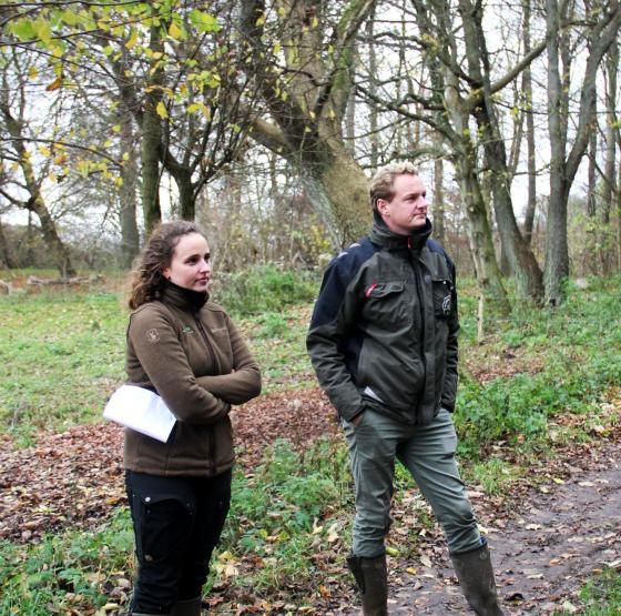 Rosenfeldt veteranisering