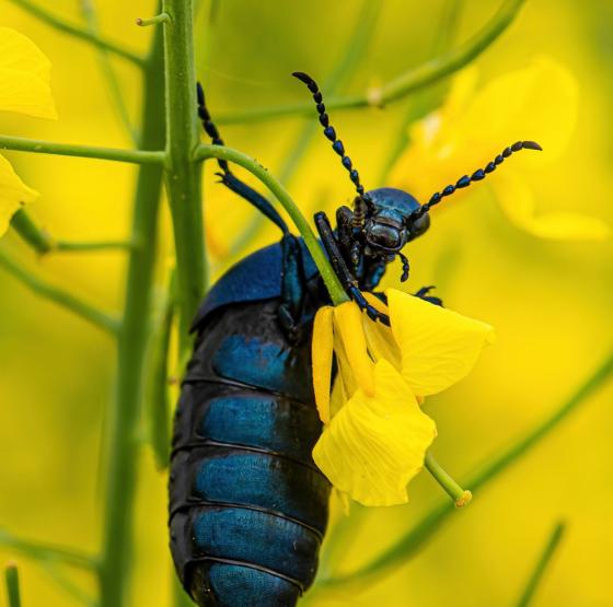 Helt tæt på Danmarks insekter - fotoeksempler-3