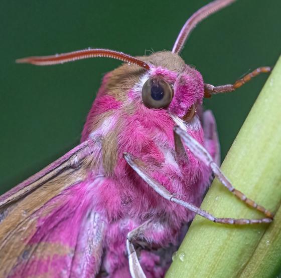 Helt tæt på Danmarks insekter - fotoeksempler-6