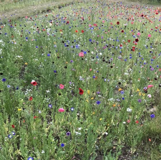 Blomsterflor i biodiversitetshaven Mellerup