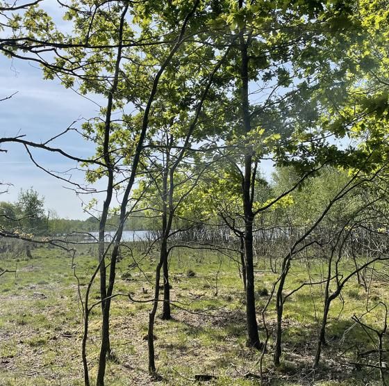 Skærsø udsigt til sø