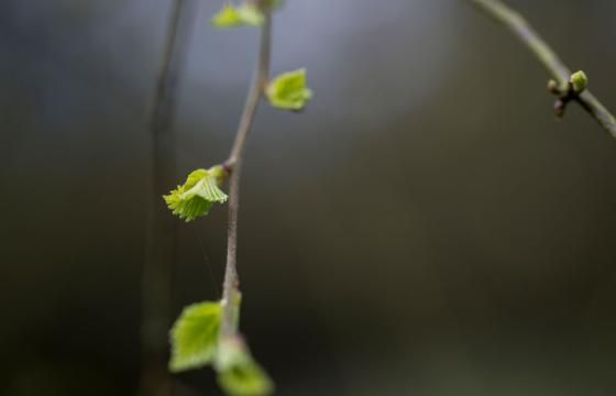 Hedeselskabet etablerer stort skov- og naturområde for Sparekassen Kronjylland